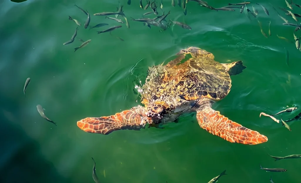 dalyan travel guide ,is dalyan worth visiting, things to do in dalyan, race across the world turtle sanctuary The Ultimate Dalyan Travel Guide: Inside Turkey's Secret Turtle Paradise
