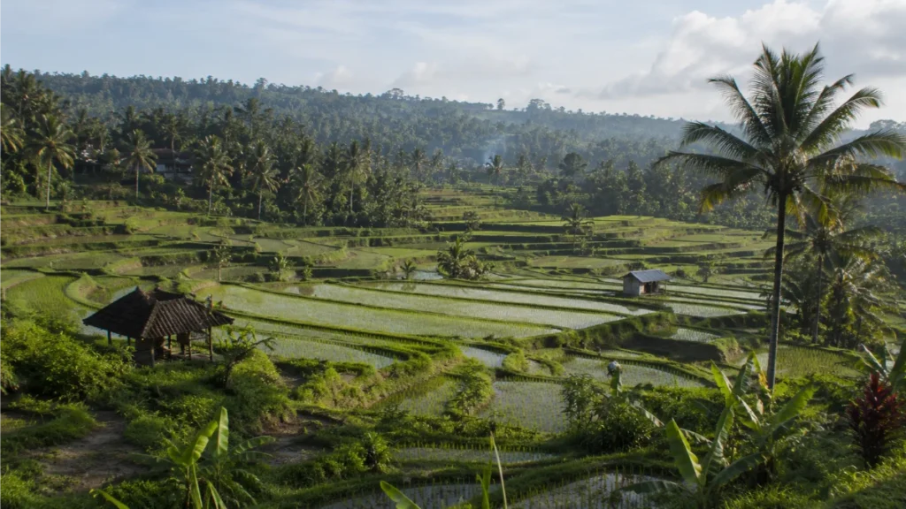 affordable private pool villas bali budget villas ubud, private pool villa bali cheap