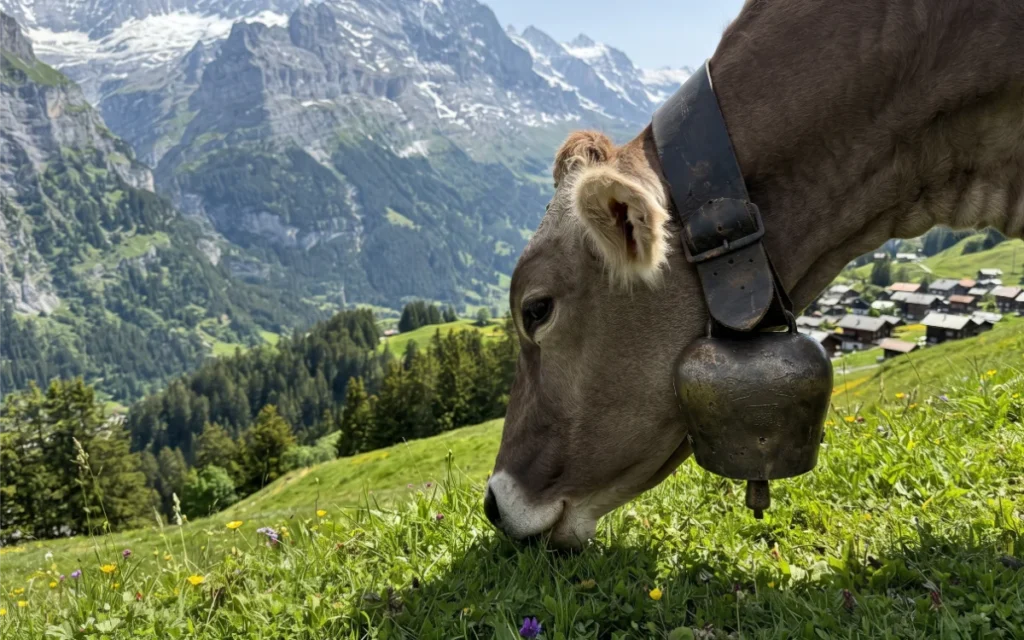 is gimmelwald worth visiting ,gimmelwald switzerland, things to do in gimmelwald, gimmelwald itinerary