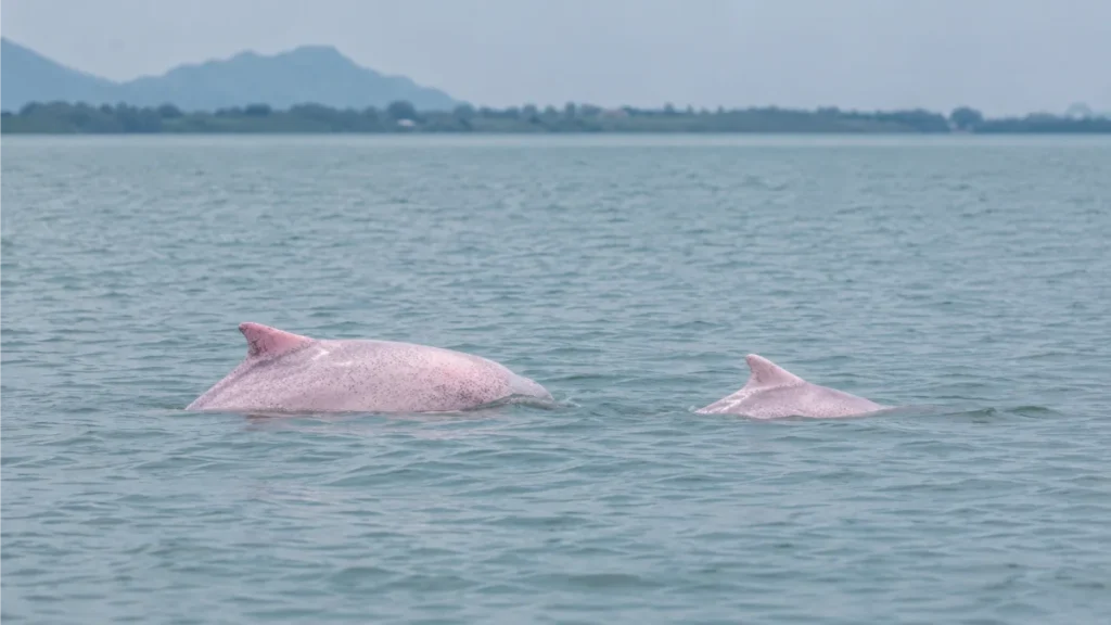 khanom travel guide khanom pink dolphin tour