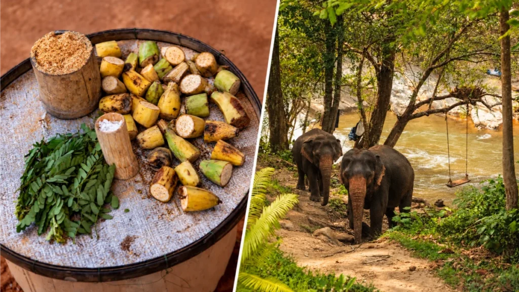  Chai Lai Orchid review  Chai Lai Orchid elephants, ethical elephant sanctuary Chiang Mai, Chai Lai Orchid booking