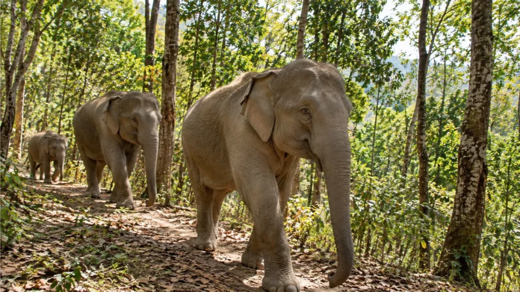 Chiang Mai 3 day itinerary , Chiang Mai itinerary, things to do in Chiang Mai, how to spend 3 days in Chiang Mai Slug: chiang-mai-3-day-itinerary