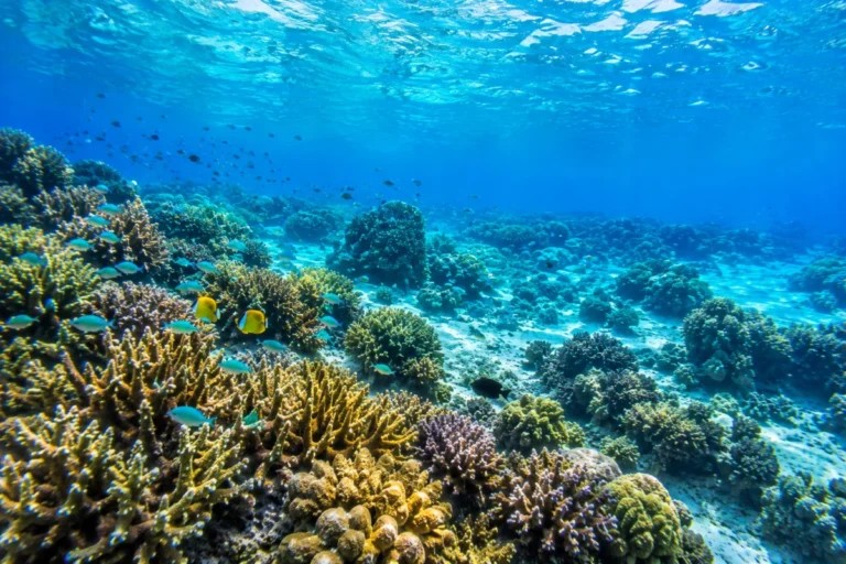 karimunjawa snorkeling ,karimunjawa island hopping, best tours in karimunjawa 