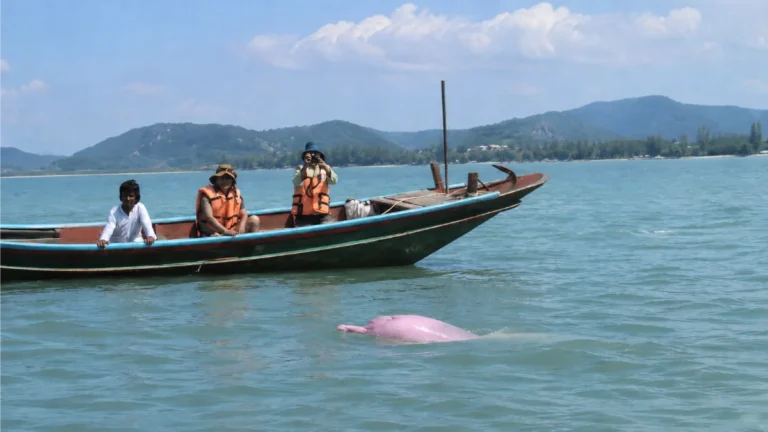 khanom travel guide khanom pink dolphin tour