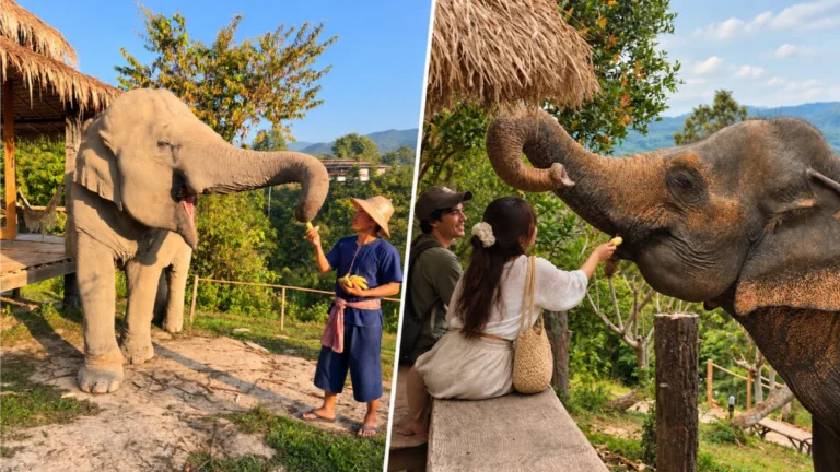  Chai Lai Orchid review  Chai Lai Orchid elephants, ethical elephant sanctuary Chiang Mai, Chai Lai Orchid booking
